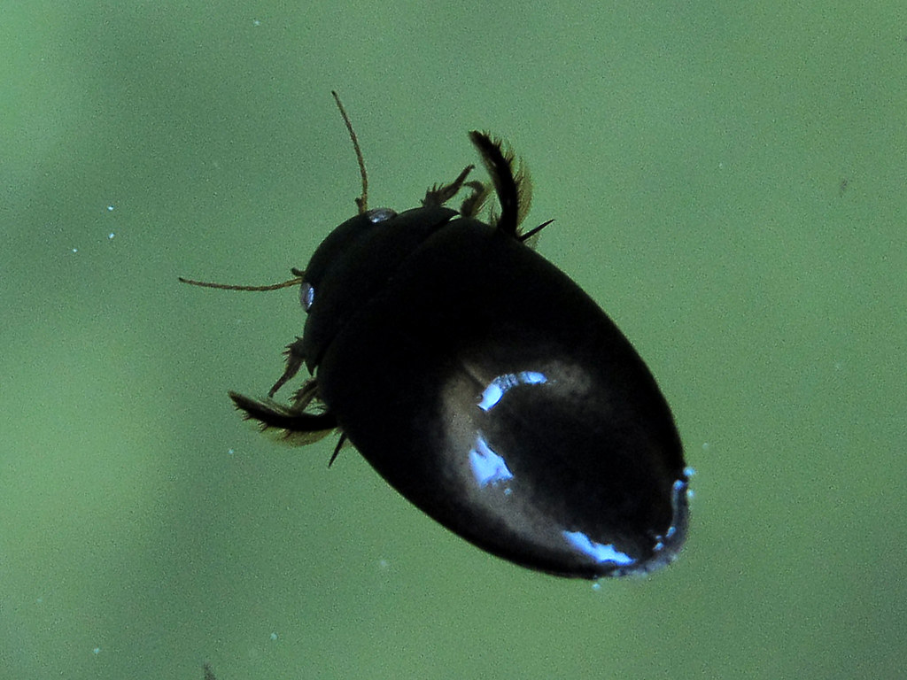 Escarabajo acuático