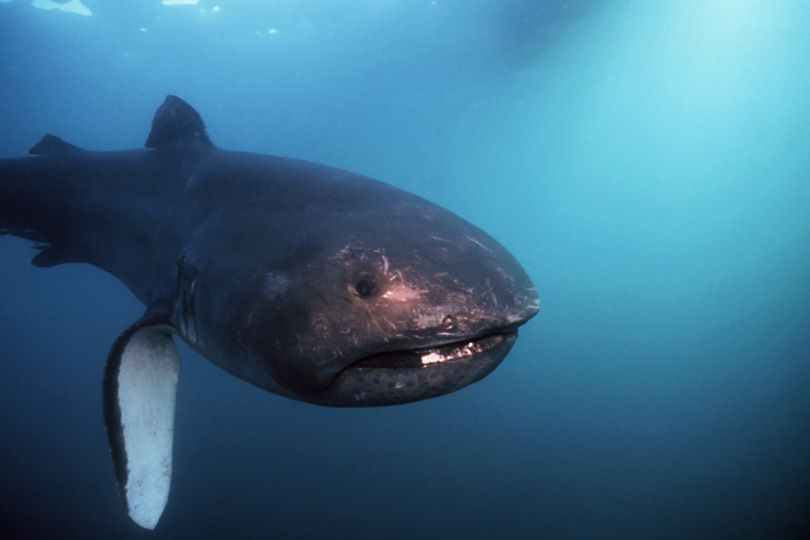 Tiburón boquiancho