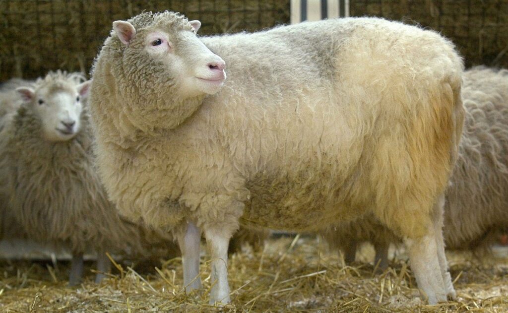 ð La oveja Dolly, el experimento que revolucionó la biología ð