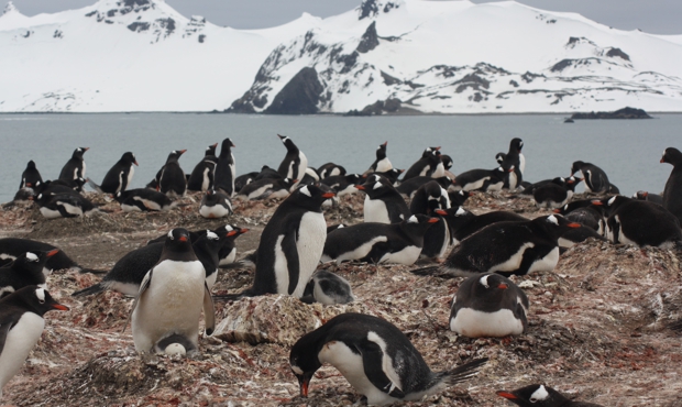ð§ Microplásticos en pingüinos de la Antártida ð§