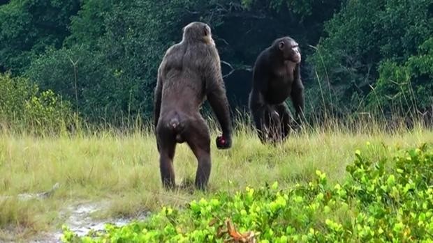 ðµ Observan los primeros ataques letales de chimpancés contra gorilas ðµ