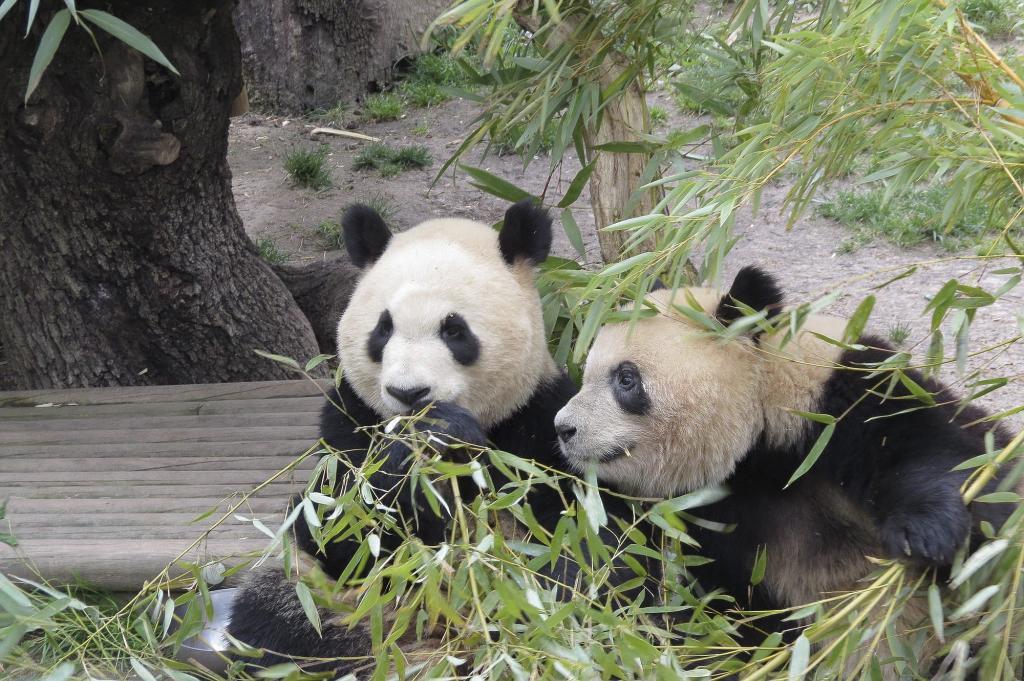 ð¼ El oso panda ya no es especie «en peligro», según China ð¼
