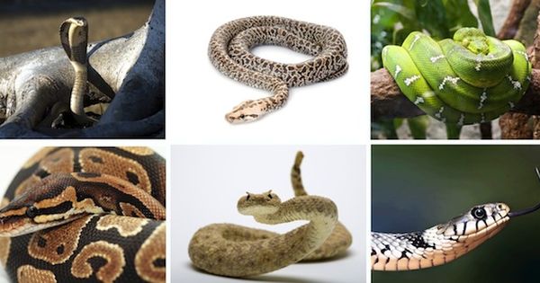 Diversidad de serpientes